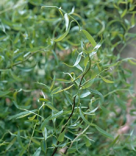 Salix alba 'Dart's Snake'